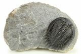 Mrakibina Trilobite - Free-Standing Genal Spines #289445-3
